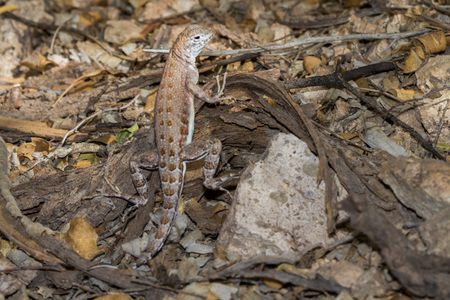 Common Lesser Earless Lizard