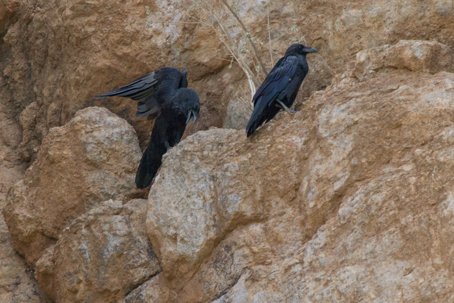 Two ravens