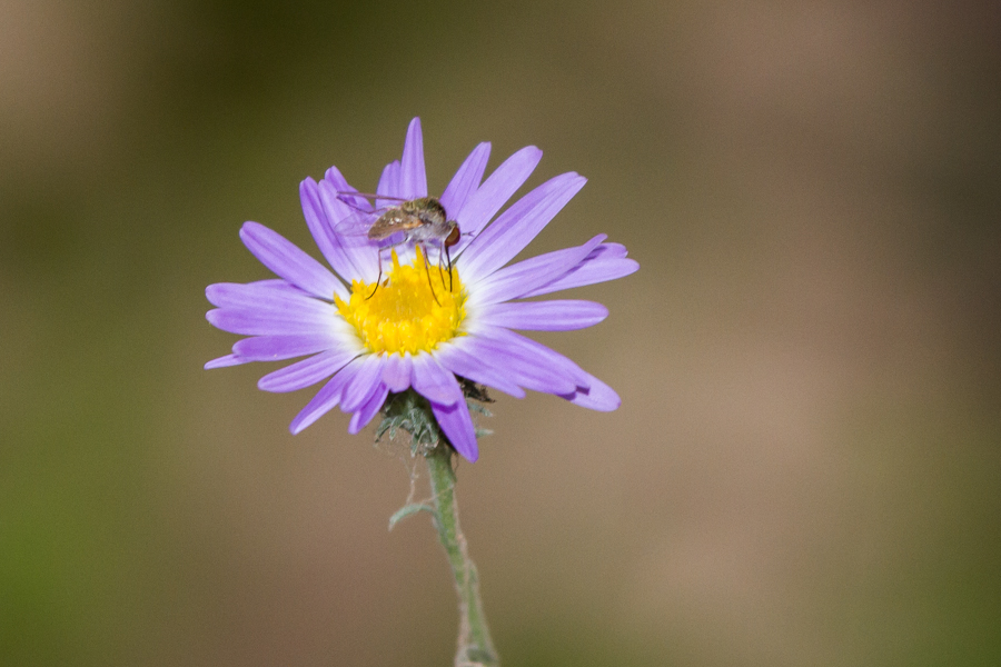 Flower with bug