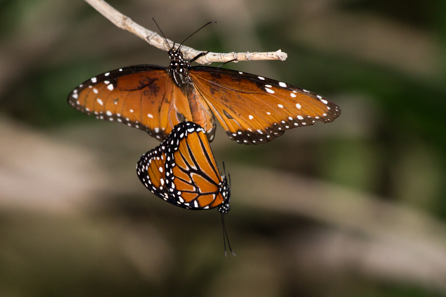 Queen Butterfly