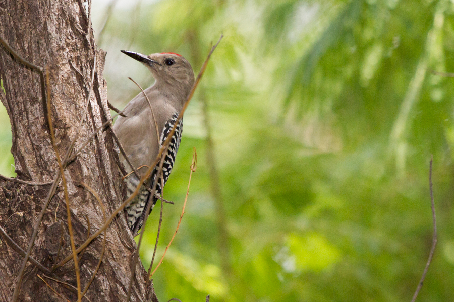 Gila Woodpecker