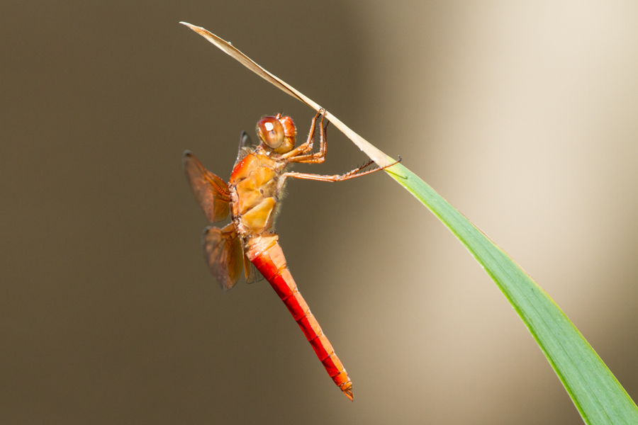 Cardinal Meadowhawk Dragonfly