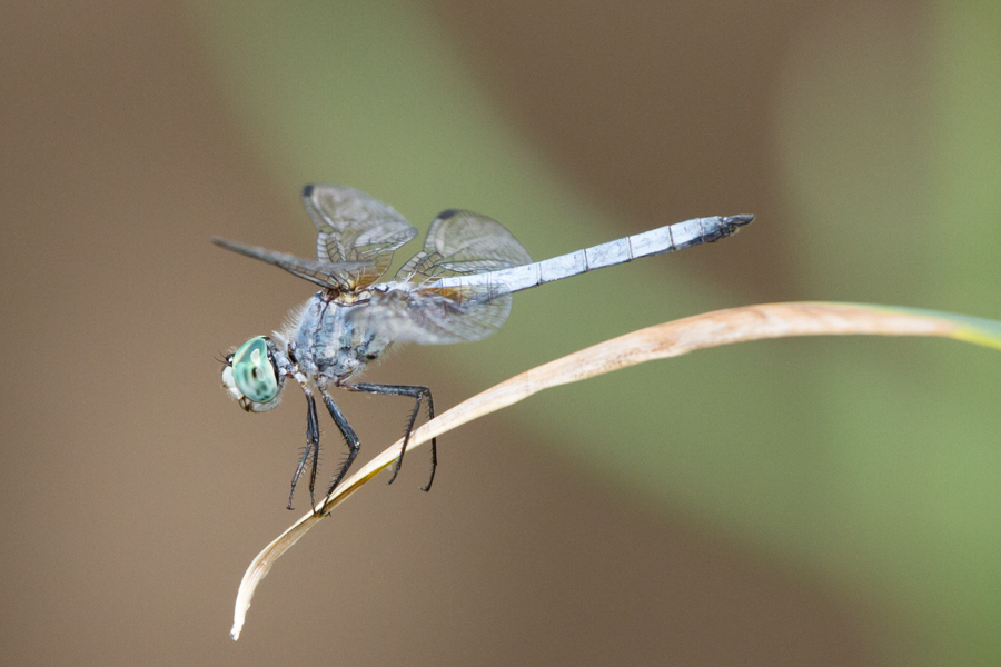 Blue Dasher Dragonfly