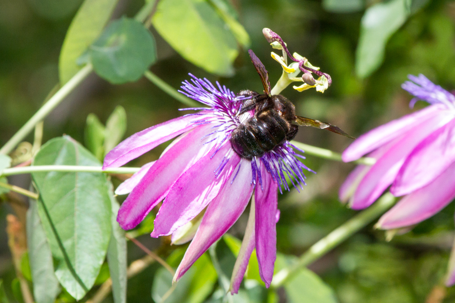 Flower with bee