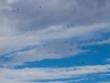 Kettle of Turkey Vultures