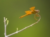 Mexican Amber Dragonfly