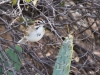 Lark Sparrow