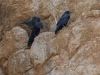 Two ravens