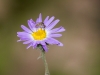 Flower with bug