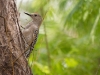 Gila Woodpecker