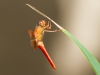 Cardinal Meadowhawk Dragonfly