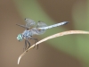 Blue Dasher Dragonfly