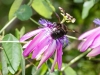 Flower with bee