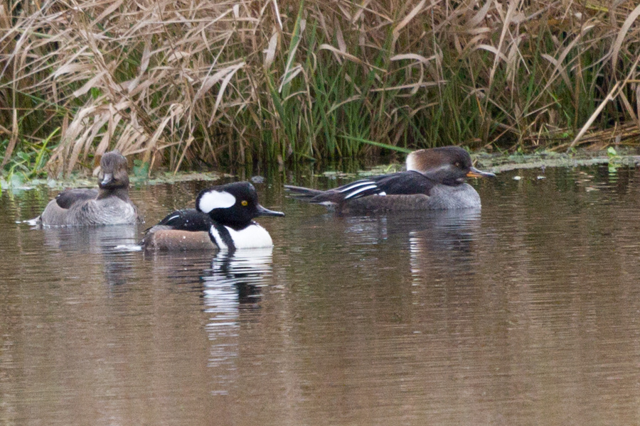 Hooded Merganser