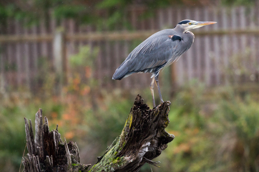 Great Blue Heron