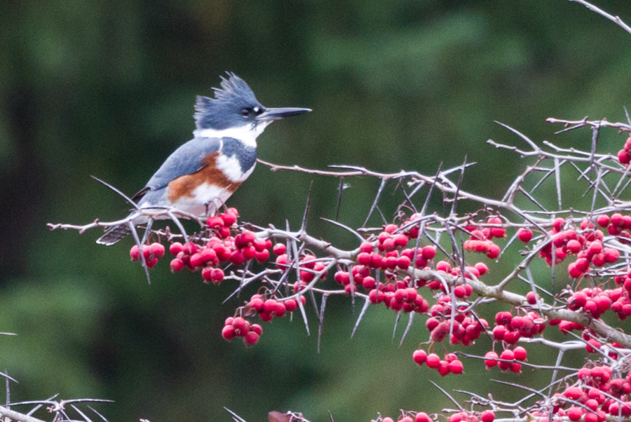 Belted Kingfisher