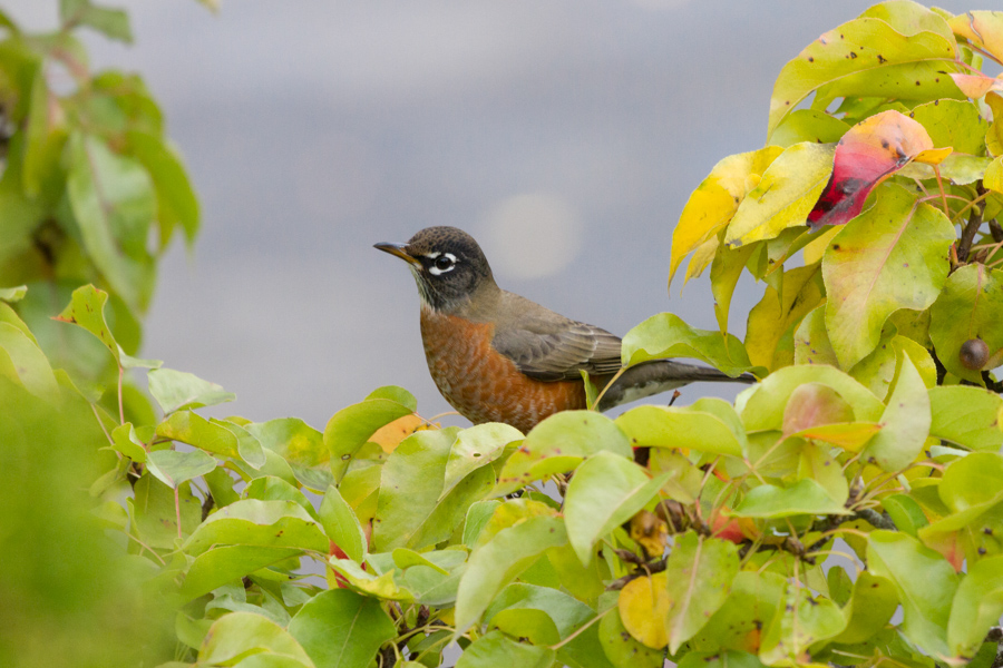 American Robin