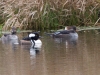 Hooded Merganser