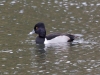 Ring-necked Duck