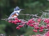 Belted Kingfisher