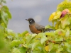 American Robin