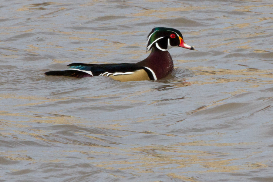 Wood Duck