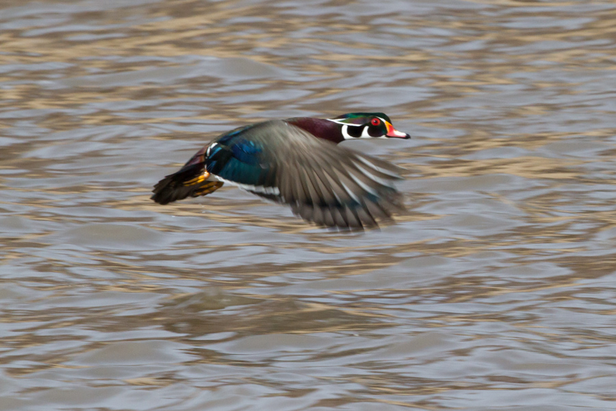 Wood Duck