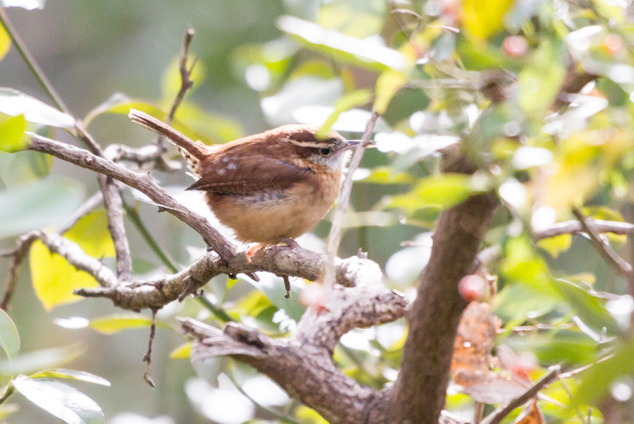 Carolina Wren