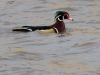 Wood Duck