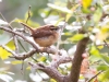 Carolina Wren