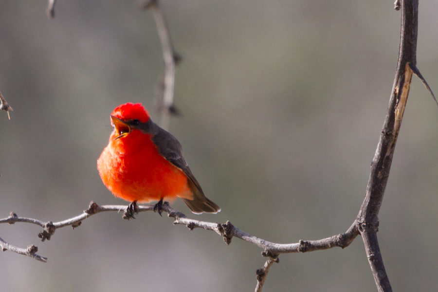 Vermilion Flycatcher