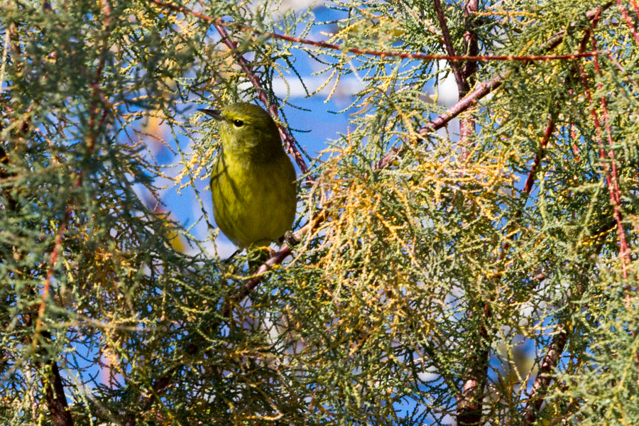 Orange-crowned Warbler