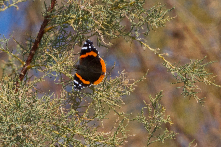 Red Admiral