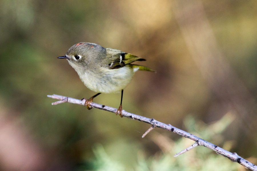 Ruby-crowned Kinglet