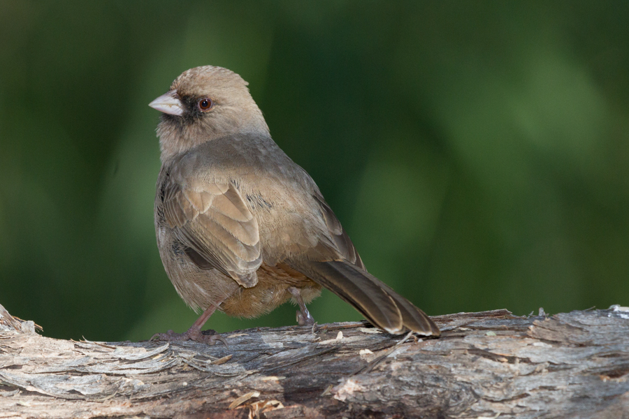 Abert\'s Towhee