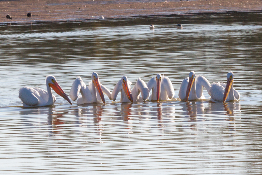 American White Pelican