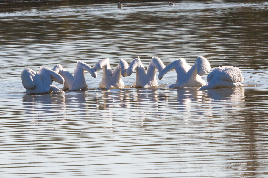 American White Pelican