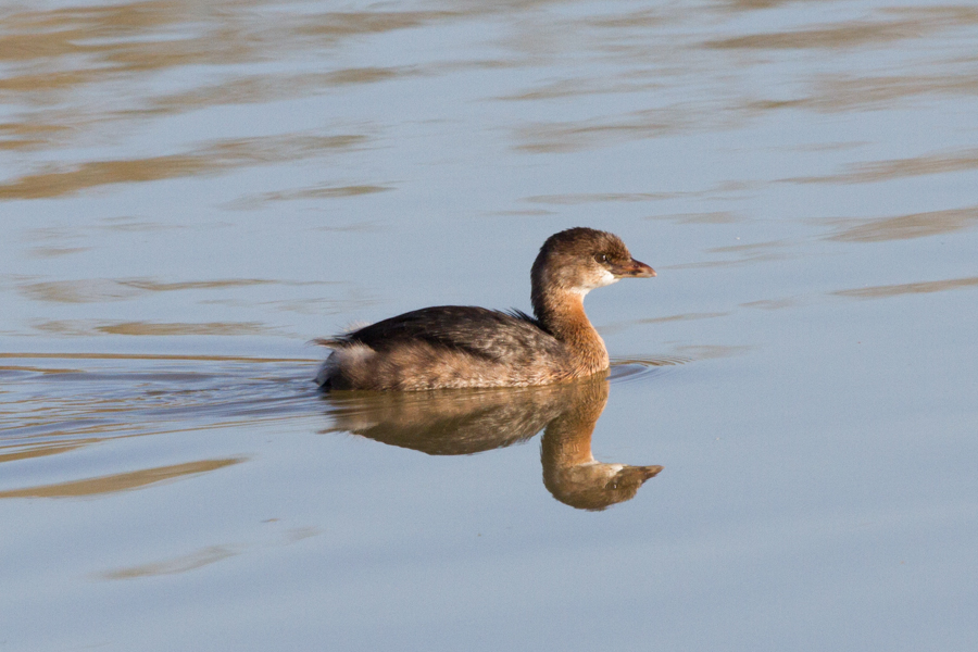 Pied-billed Greebe