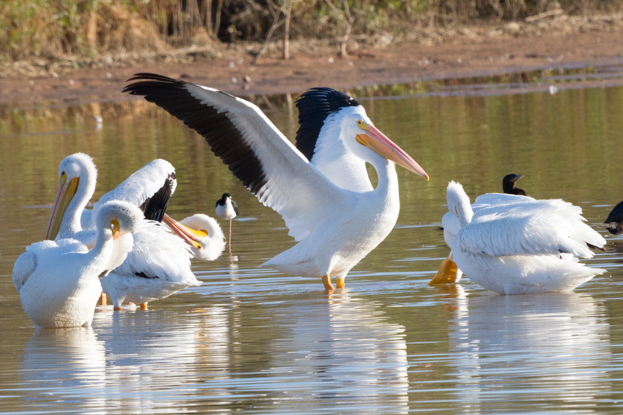 American White Pelican