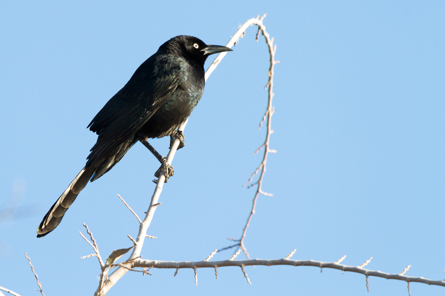 Great-tailed Grackle