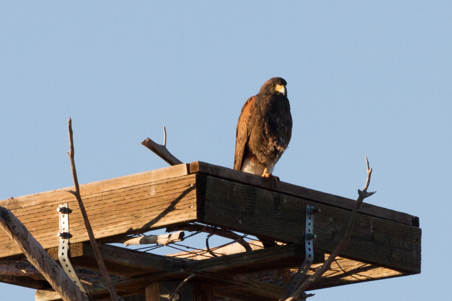 Harris\'s Hawk