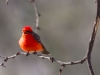 Vermilion Flycatcher