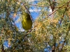 Orange-crowned Warbler