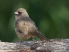 Abert's Towhee