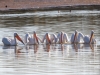 American White Pelican