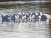 American White Pelican