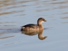 Pied-billed Greebe