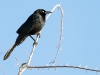 Great-tailed Grackle