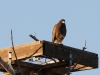 Harris's Hawk