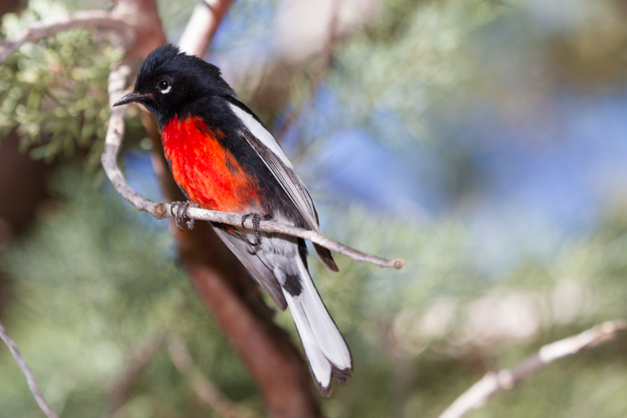 Painted Redstart